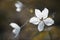 Small bright white flowers enjoying early spring sun on a forest meadow, low key background floral photo