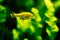 Small bright yellow fish with black spots, green background