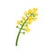 Small bright-yellow flowers on green stalk. Floral theme. Blooming plant. Element for concept about rapeseed oil. Flat