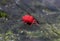 Small brightly coloured red mite