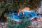 Small brightly painted fishing dingy with safety bouy and net and rusty anchor and red rope sitting under orange trees by wall