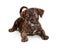 Small Brindle Mixed Breed Puppy Lying Down