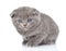 Small british shorthair kitten. on white background