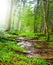 Small brook flow throug the green forest