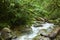 Small Brook with Plants