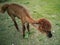 Small Brown Alpaca Grazing freely on a Green Lawn