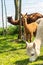 A small brown baby alpaca Cria stands among adult alpacas