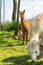 A small brown baby alpaca Cria stands among adult alpacas