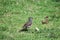 Small brown Barbados bullfinch seedeater bird eating bread