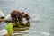 Small brown bear cub with natal collar looking at reflection in the Brooks River, Katmai National Park, Alaska