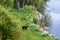 Small brown bear cub with natal collar watching for mother in the Brooks River, Katmai National Park, Alaska