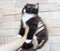 Small brown bicolor Scottish Highland  kitten in hand