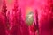 A small, brown bird perched on the red flower Celosia, Plumed celosia, with sunlight in the morning