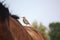 Small brown bird resting on horse back