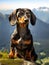 Small brown and black dachshund is sitting on rocky hill, looking out at landscape. The dog\\\'s eyes are wide open as it