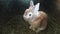 Small brown bunny sitting, home rabbit pet closup on dark background