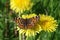 Small brown butterfly on a yellow flower