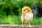 A small brown chicken stands on a wooden background, followed by a natural green background