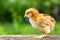 A small brown chicken stands on a wooden background, followed by a natural green background