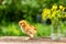 A small brown chicken stands on a wooden background, followed by a natural green background