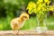 A small brown chicken stands on a wooden background, followed by a natural green background