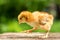 A small brown chicken stands on a wooden background, followed by a natural green background