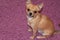 A small brown Chihuahua looks affectionately at its owner.