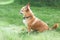 Small brown chihuahua sits in profile on a green lawn