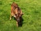 Small brown color calf with ID badge on its ear on fresh green grass. Scene at a farm or open zoo park. Barn baby animal