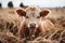 a small brown cow in a field of dry grass