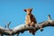 a small brown cow sitting on a tree branch