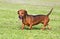 Small brown dachshund walking on green grass