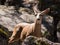 Small brown deer hiding amongst rocks