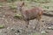 A small brown deer with smooth fur staring dully at something