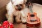 Small brown dog sits between roses and ukulele