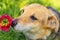 A small brown dog sniffs a red flower