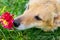 A small brown dog sniffs a red flower