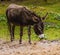 A small brown donkey pictures taken up close