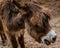 A small brown donkey pictures taken up close