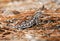 Small brown Eastern Fence Lizard at Laura S Walker State Park, Georgia USA