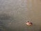 small brown female mallard on top of water swimming paddling