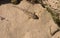 Small brown fish in pond on the beach