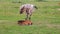 Small brown foal and spotty mare