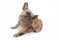 Small brown French Bulldog dog with skin allergies scratching head