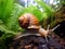 Small brown garden snail