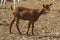 Small brown goat, farm animal, domestic animal, pet