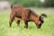 Small brown goat Holland pygmy breed kid grazing, eating grass, view from side