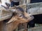 A small brown goatling looks out from behind the fence. Close-up. Background for farms, animal husbandry, animal lovers