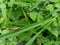 Small brown grasshopper on the edge of the thatchs leaves with green foliage background.