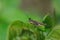 Small brown grasshopper on leaves in nature